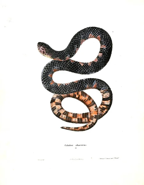 Ilustracja Węża North American Herpetologii 1638 — Zdjęcie stockowe