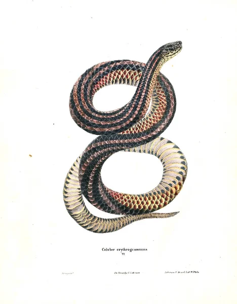 Ilustración Una Serpiente Herpetología Norteamericana 1638 —  Fotos de Stock