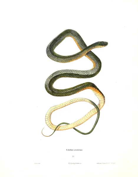 Ilustracja Węża North American Herpetologii 1638 — Zdjęcie stockowe