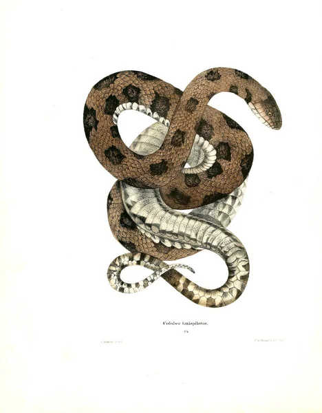 Illustration Serpent Herpétologie Nord Américaine 1638 — Photo