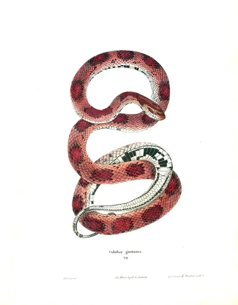 Illusztráció Egy Kígyó Észak Amerikai Herpetológia 1638 — Stock Fotó