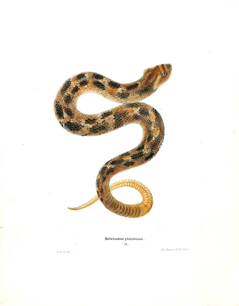 Illustratie Van Een Slang Noord Amerikaanse Herpetologie 1638 — Stockfoto