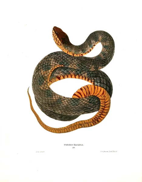 Illustrasjon Slange Nordamerikansk Herpetologi 1638 – stockfoto