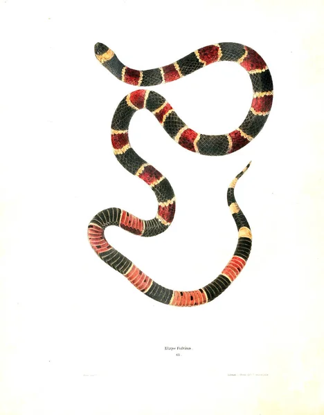 Illustration Einer Schlange Nordamerikanische Herpetologie 1638 — Stockfoto