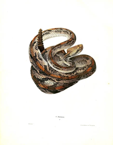 Illustratie Van Een Slang Noord Amerikaanse Herpetologie 1638 — Stockfoto