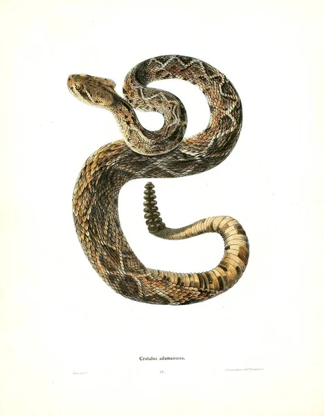 Illustration Serpent Herpétologie Nord Américaine 1638 — Photo