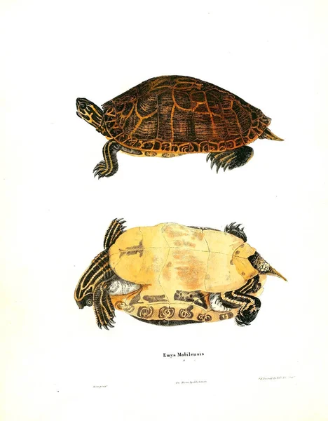 Ilustracja Żółwia North American Herpetologii 1638 — Zdjęcie stockowe