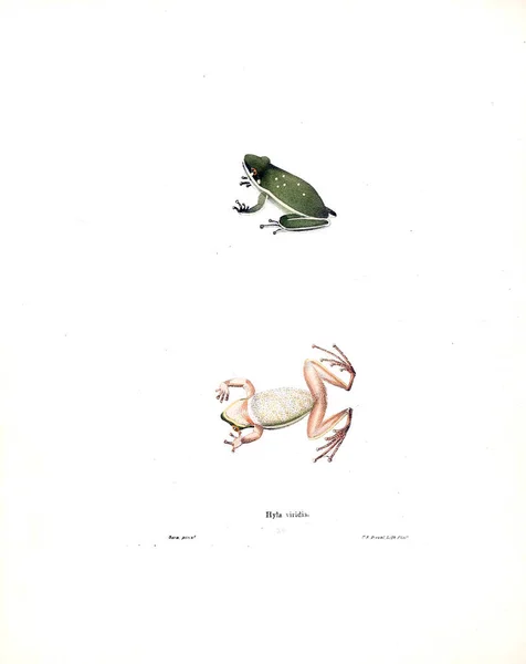 Bir Kurbağa Illustration Kuzey Amerika Herpetology 1838 — Stok fotoğraf