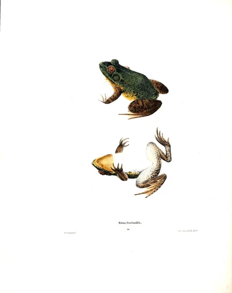 Ilustraţia Unei Broaşte Herpetologie Nord Americană 1838 — Fotografie, imagine de stoc