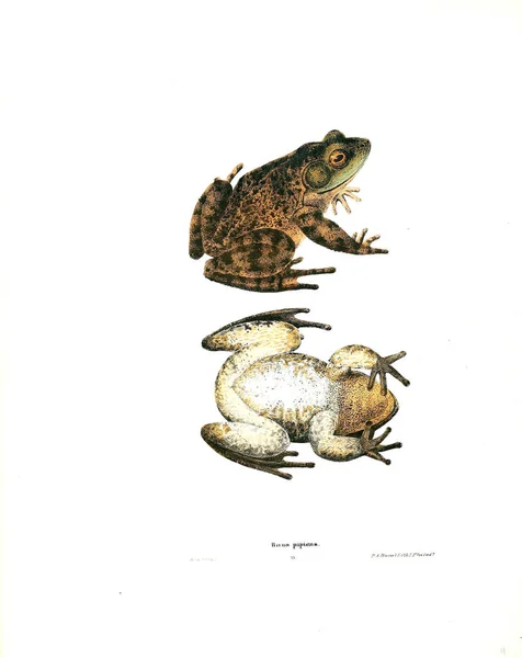 Illustration Groda Nordamerikanska Herpetologi 1838 — Stockfoto