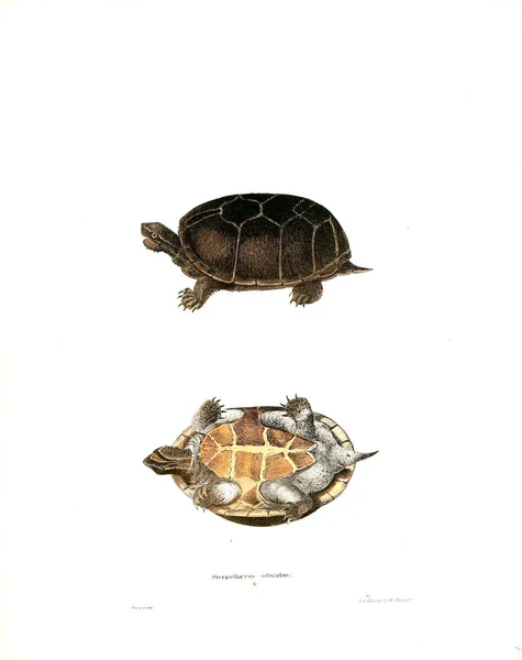 Ilustración Una Tortuga Herpetología Norteamericana 1838 —  Fotos de Stock