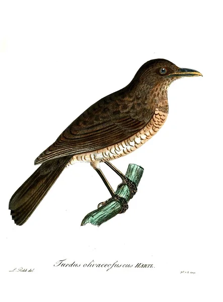 Ilustración Aves Beitrag Zur Ornitología Westafrica 1850 — Foto de Stock