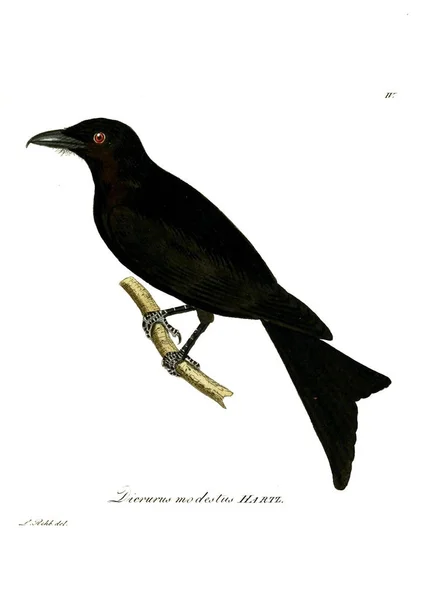 Ilustración Aves Beitrag Zur Ornitología Westafrica 1850 — Foto de Stock