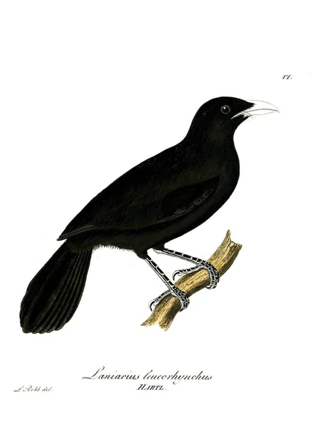 Ілюстрація Птахів Beitrag Zur Ornithologie Westafrica 1850 — стокове фото