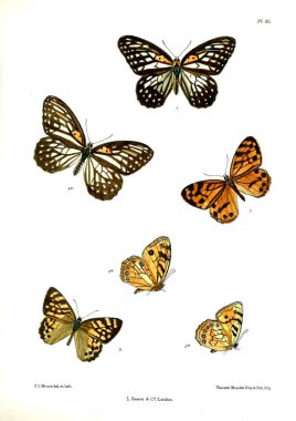 Kelebekler. Lopidoptera indica v2 Londra 1893-1896