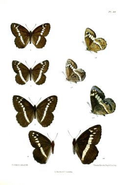Kelebekler. Lopidoptera indica v2 Londra 1893-1896