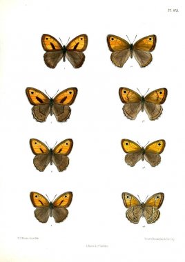 Kelebekler. Lopidoptera indica v2 Londra 1893-1896