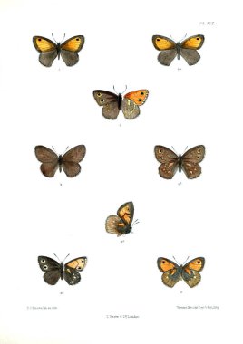 Kelebekler. Lopidoptera indica v2 Londra 1893-1896