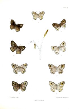 Kelebekler. Lopidoptera indica v2 Londra 1893-1896