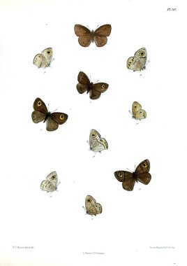 Kelebekler. Lopidoptera indica v2 Londra 1893-1896