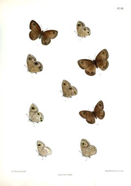 Kelebekler. Lopidoptera indica v2 Londra 1893-1896