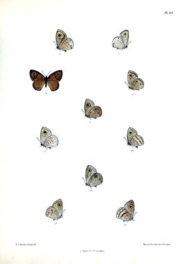 Kelebekler. Lopidoptera indica v2 Londra 1893-1896