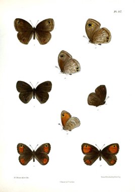 Kelebekler. Lopidoptera indica v2 Londra 1893-1896