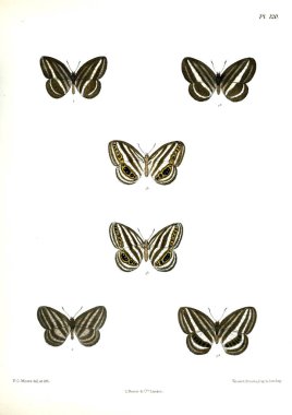 Kelebekler. Lopidoptera indica v2 Londra 1893-1896