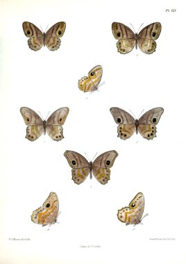 Kelebekler. Lopidoptera indica v2 Londra 1893-1896