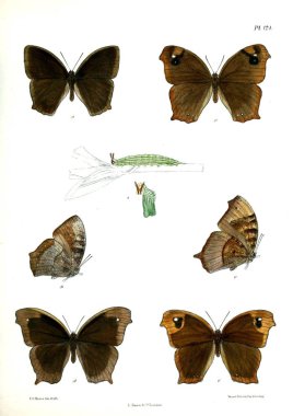 Kelebekler. Lopidoptera indica v2 Londra 1893-1896