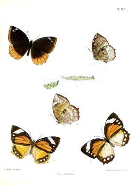 Kelebekler. Lopidoptera indica v2 Londra 1893-1896