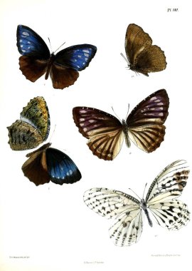 Kelebekler. Lopidoptera indica v2 Londra 1893-1896
