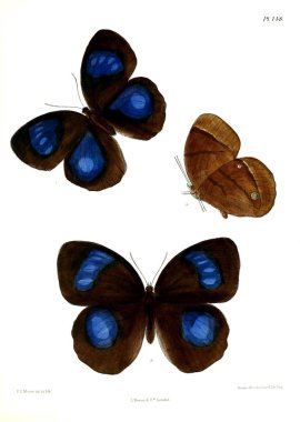 Kelebekler. Lopidoptera indica v2 Londra 1893-1896