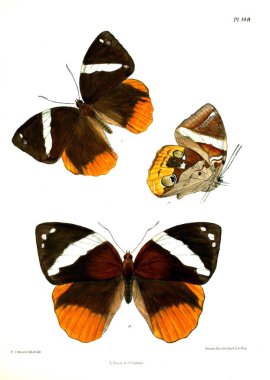 Kelebekler. Lopidoptera indica v2 Londra 1893-1896
