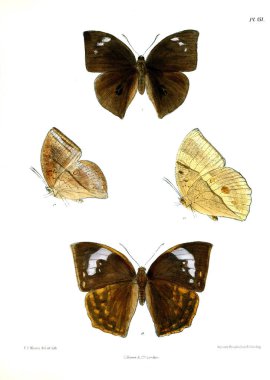 Kelebekler. Lopidoptera indica v2 Londra 1893-1896