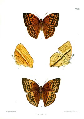 Kelebekler. Lopidoptera indica v2 Londra 1893-1896