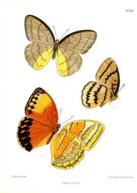 Kelebekler. Lopidoptera indica v2 Londra 1893-1896