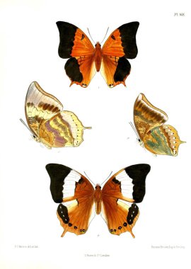 Kelebekler. Lopidoptera indica v2 Londra 1893-1896