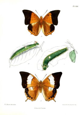Kelebekler. Lopidoptera indica v2 Londra 1893-1896
