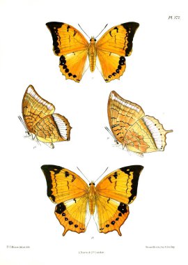 Kelebekler. Lopidoptera indica v2 Londra 1893-1896