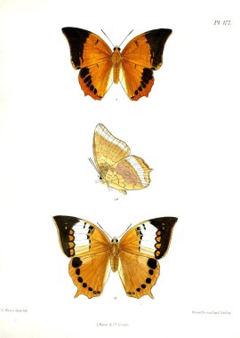 Kelebekler. Lopidoptera indica v2 Londra 1893-1896