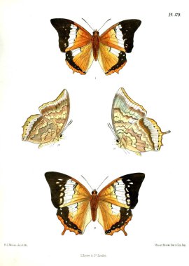 Kelebekler. Lopidoptera indica v2 Londra 1893-1896