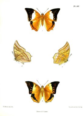 Kelebekler. Lopidoptera indica v2 Londra 1893-1896