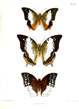 Kelebekler. Lopidoptera indica v2 Londra 1893-1896