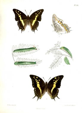 Kelebekler. Lopidoptera indica v2 Londra 1893-1896
