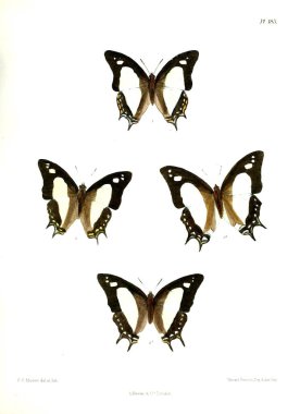 Kelebekler. Lopidoptera indica v2 Londra 1893-1896