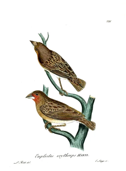 Ilustración Aves Beitrag Zur Ornitología Westafrica 1850 —  Fotos de Stock