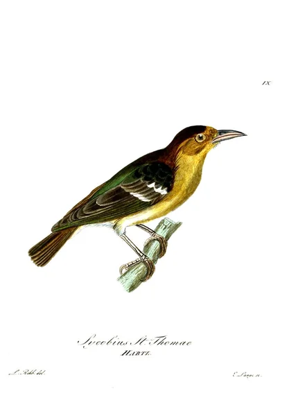 Иллюстрация Птиц Beitrag Zur Ornithologie Westafrica 1850 — стоковое фото