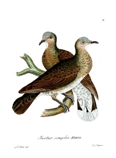 Ilustraţia Păsărilor Beitrag Zur Ornithologie Westafrica 1850 — Fotografie, imagine de stoc