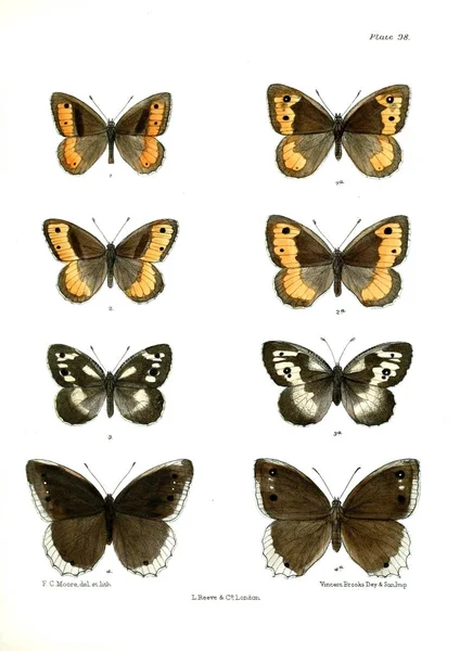 Motyle Lopidoptera Indica Londyn 1893 1896 — Zdjęcie stockowe